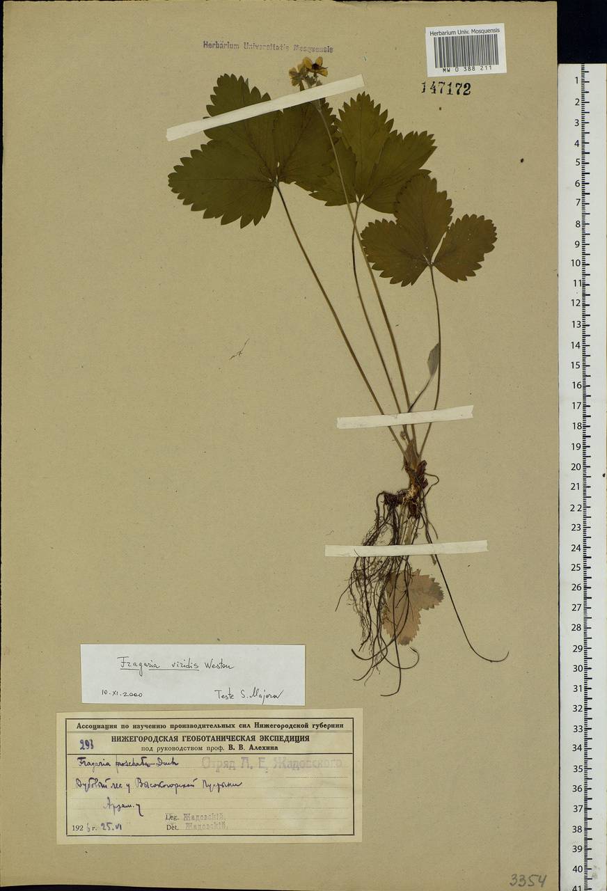 Fragaria viridis Duchesne, Eastern Europe, Volga-Kama region (E7) (Russia)