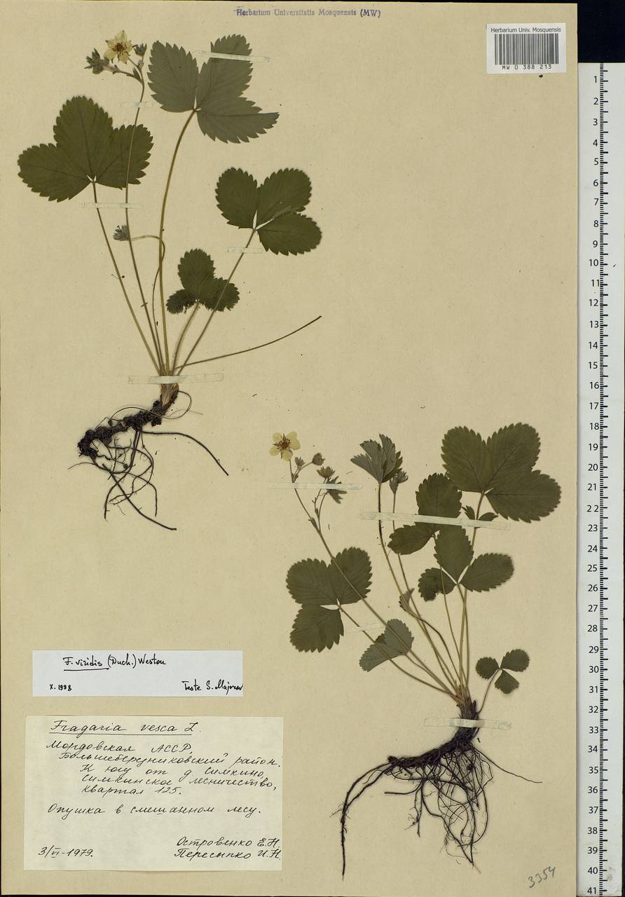Fragaria viridis Duchesne, Eastern Europe, Middle Volga region (E8) (Russia)