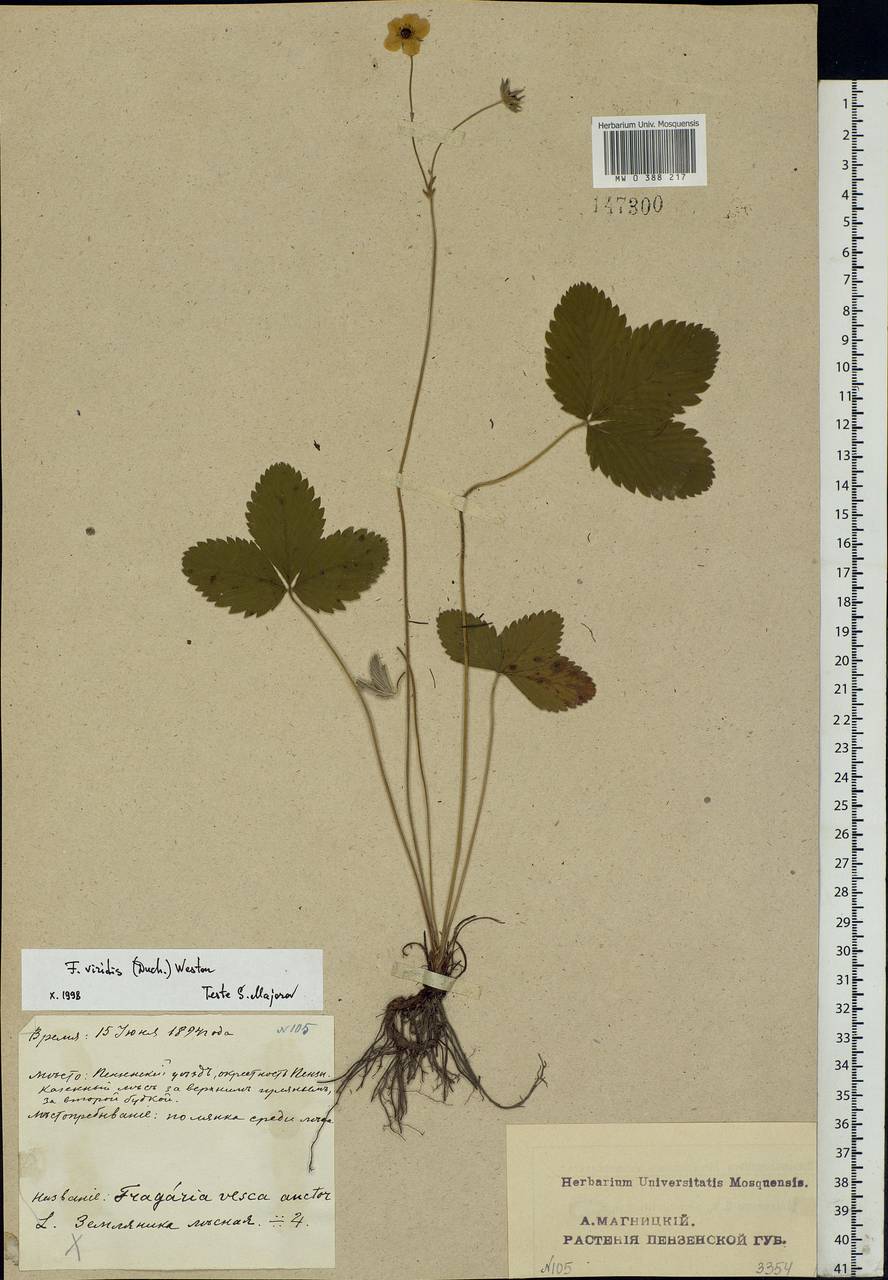 Fragaria viridis Duchesne, Eastern Europe, Middle Volga region (E8) (Russia)