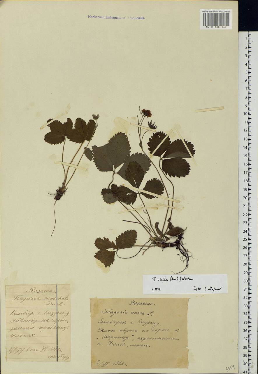 Fragaria viridis Duchesne, Eastern Europe, Middle Volga region (E8) (Russia)