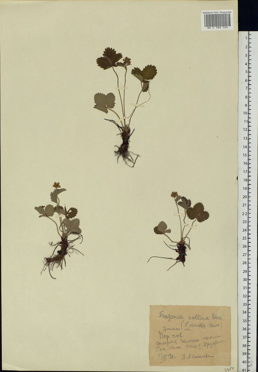Fragaria viridis Duchesne, Eastern Europe, Eastern region (E10) (Russia)