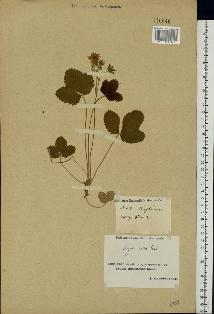 Fragaria viridis Duchesne, Middle Asia, Caspian Ustyurt & Northern Aralia (M8) (Kazakhstan)