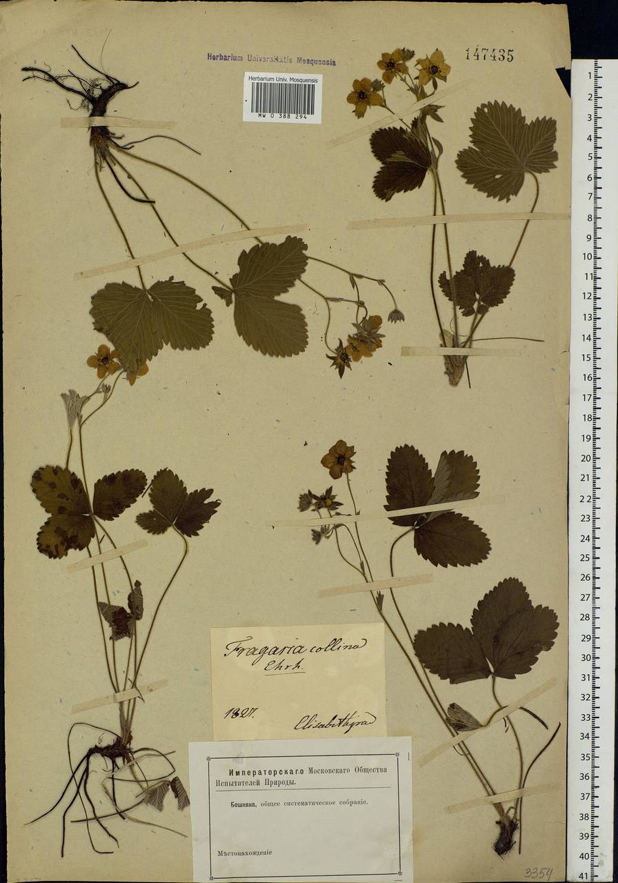 Fragaria viridis Duchesne, Eastern Europe, South Ukrainian region (E12) (Ukraine)