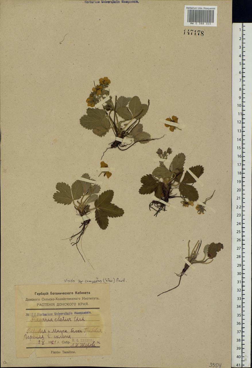 Fragaria viridis Duchesne, Eastern Europe, South Ukrainian region (E12) (Ukraine)