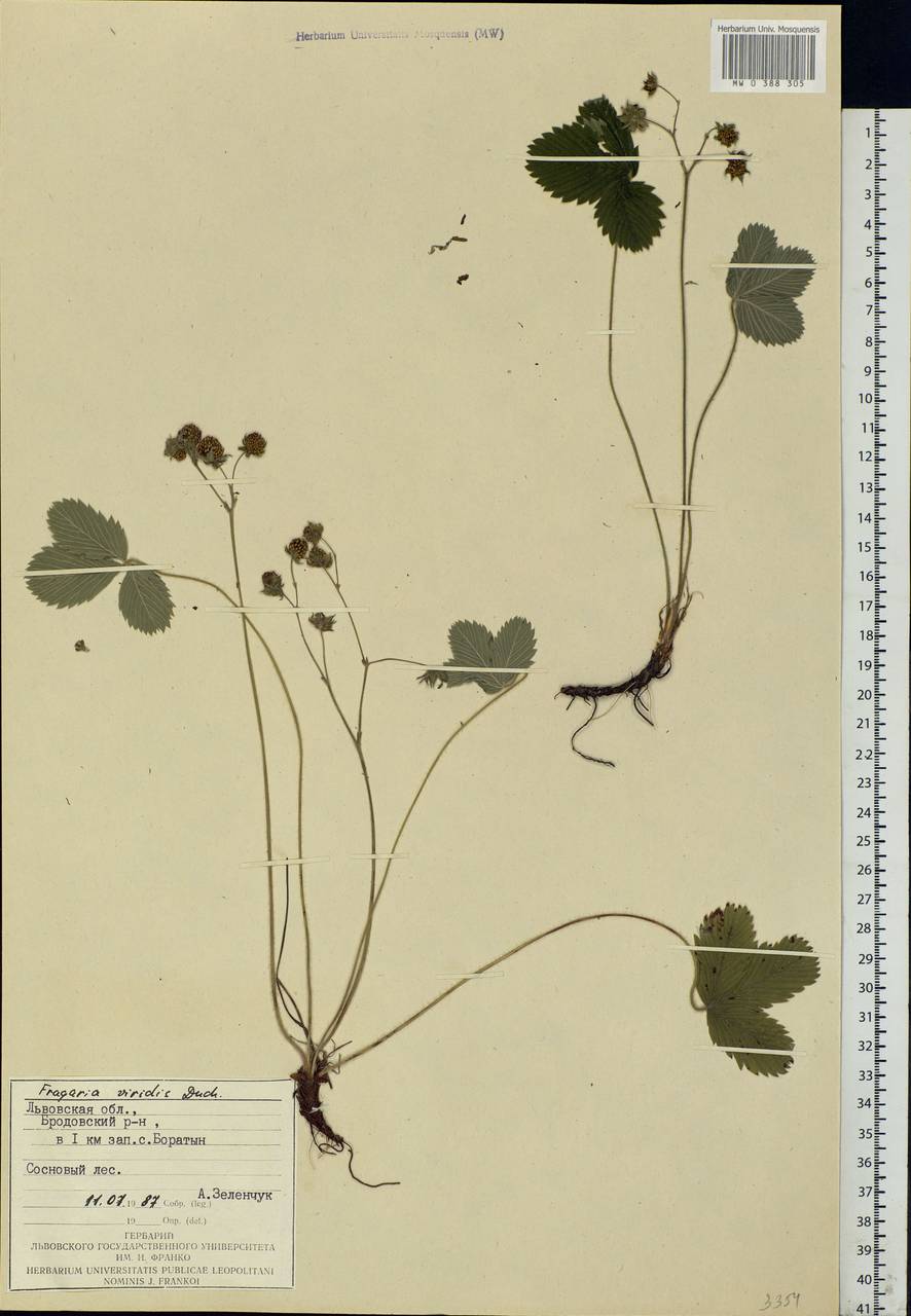 Fragaria viridis Duchesne, Eastern Europe, West Ukrainian region (E13) (Ukraine)
