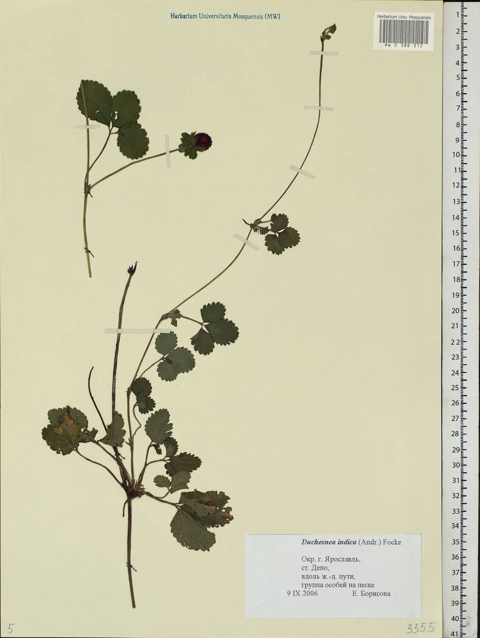 Potentilla indica (Andr.) Wolf, Eastern Europe, Central forest region (E5) (Russia)