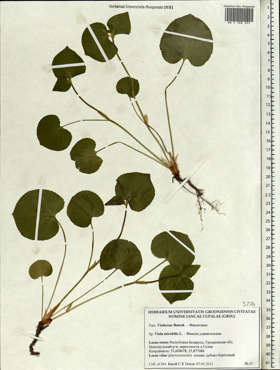 Viola mirabilis L., Eastern Europe, Belarus (E3a) (Belarus)