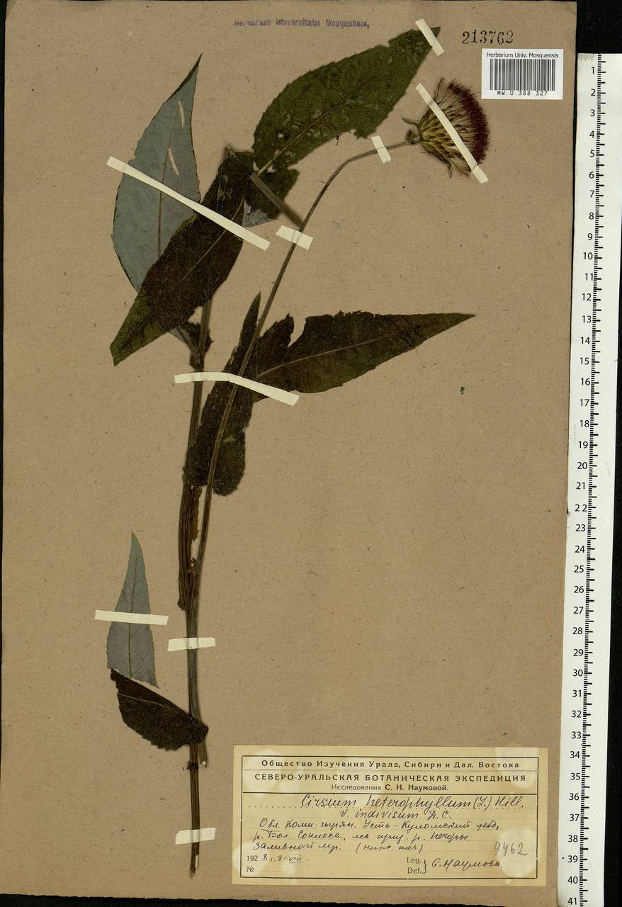 Cirsium heterophyllum (L.) Hill, Eastern Europe, Northern region (E1) (Russia)