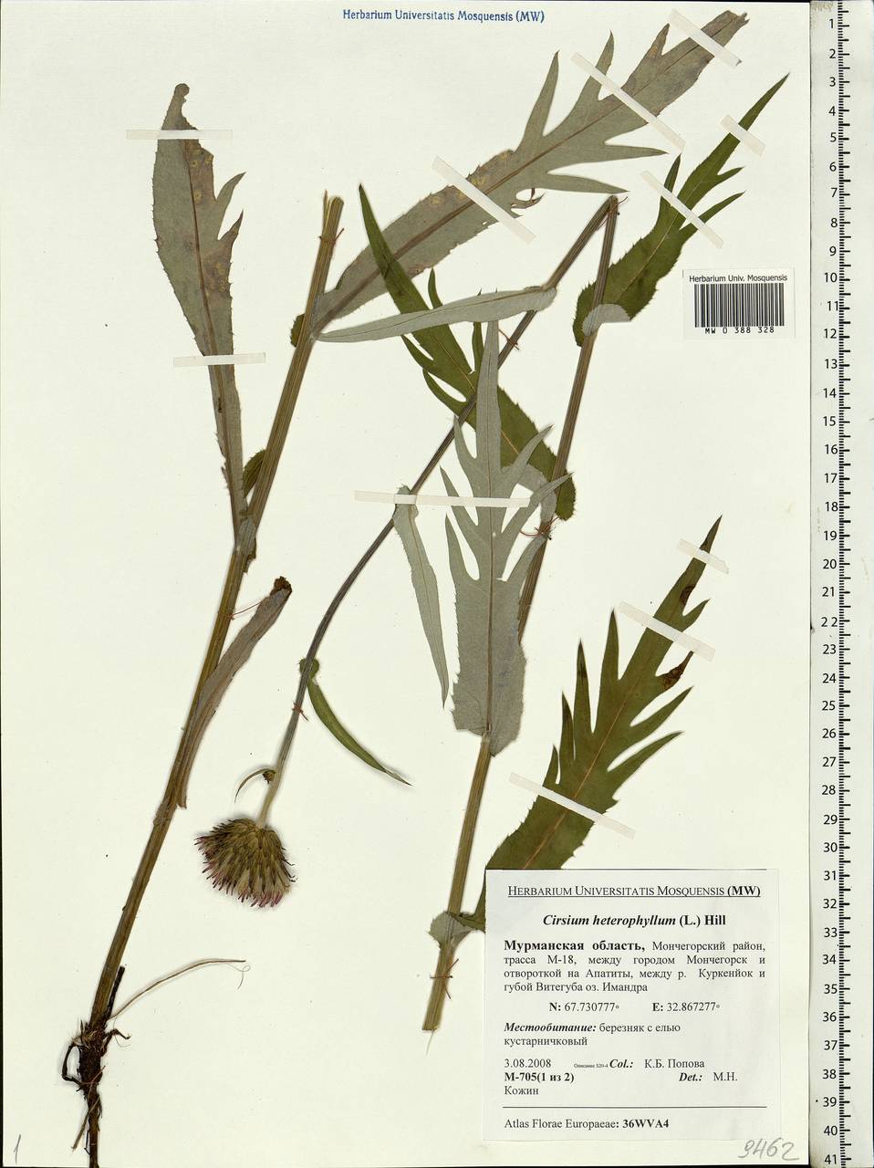 Cirsium heterophyllum (L.) Hill, Eastern Europe, Northern region (E1) (Russia)