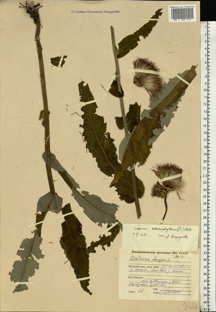 Cirsium heterophyllum (L.) Hill, Eastern Europe, Northern region (E1) (Russia)