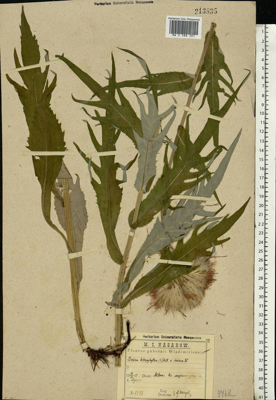 Cirsium heterophyllum (L.) Hill, Eastern Europe, Central region (E4) (Russia)