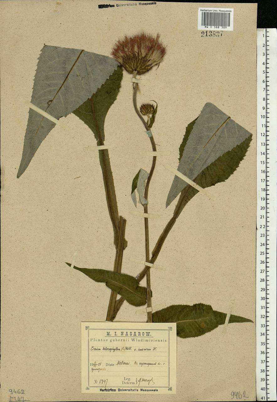 Cirsium heterophyllum (L.) Hill, Eastern Europe, Central region (E4) (Russia)