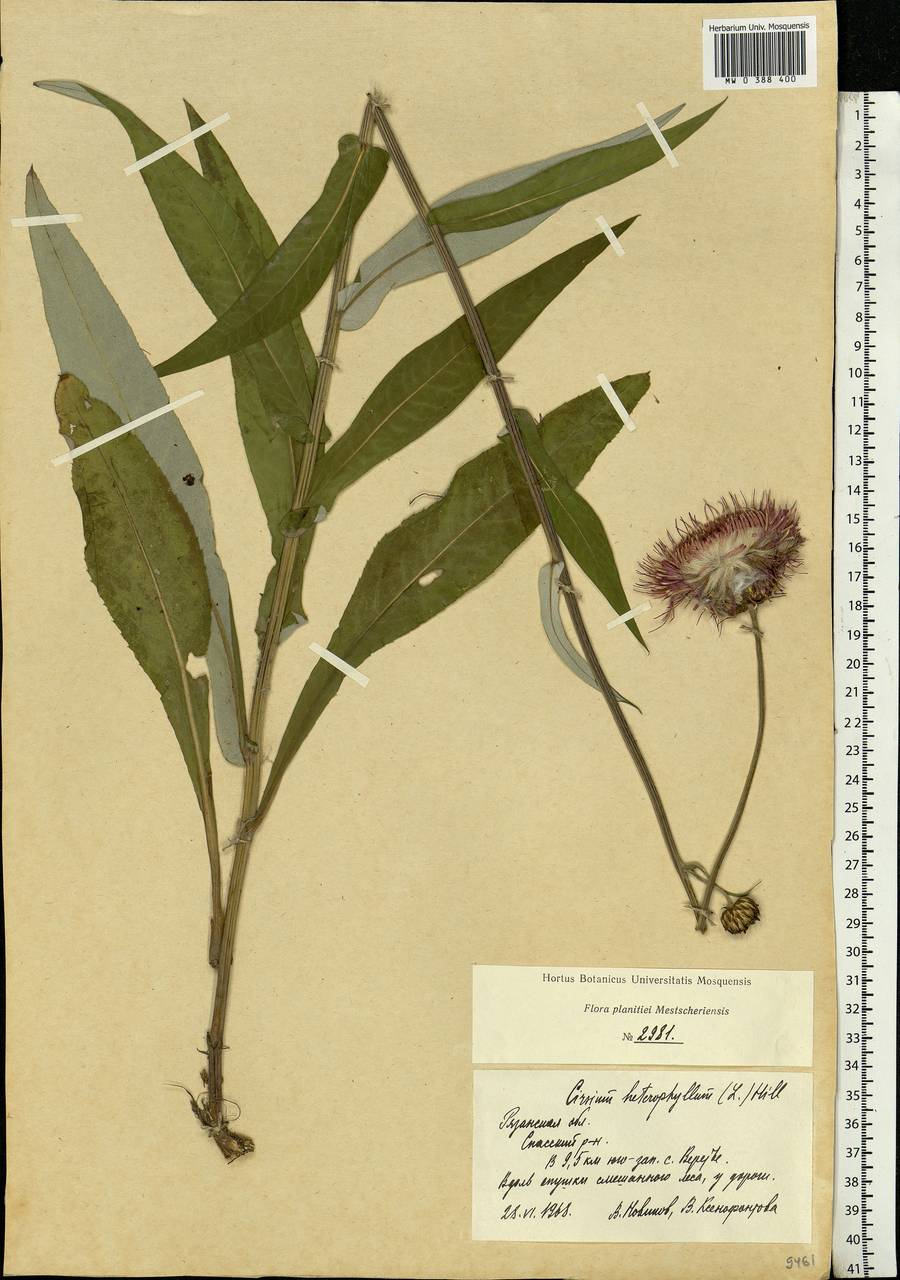 Cirsium heterophyllum (L.) Hill, Eastern Europe, Central region (E4) (Russia)