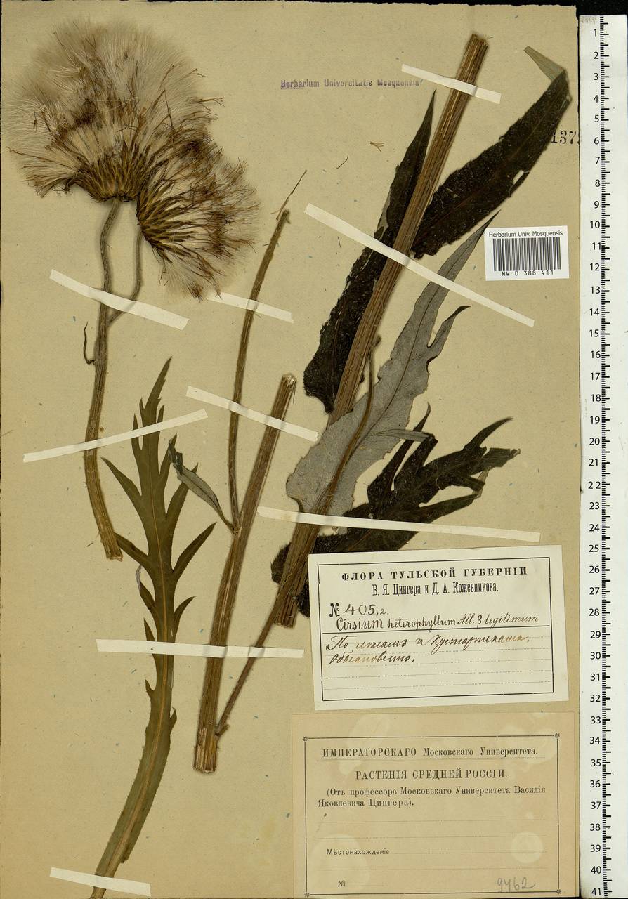 Cirsium heterophyllum (L.) Hill, Eastern Europe, Central region (E4) (Russia)