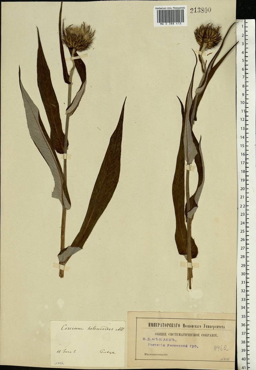 Cirsium heterophyllum (L.) Hill, Eastern Europe, Central region (E4) (Russia)