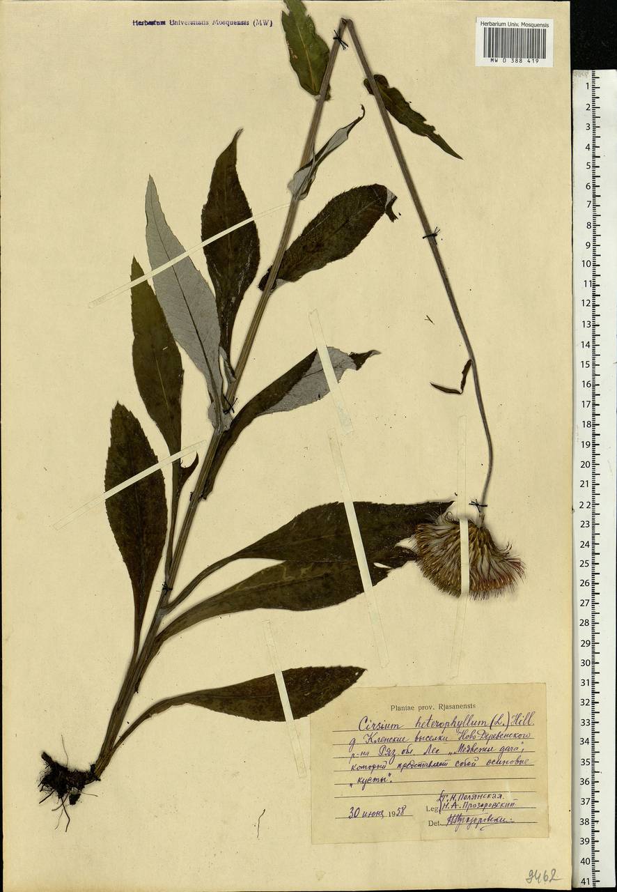 Cirsium heterophyllum (L.) Hill, Eastern Europe, Central region (E4) (Russia)