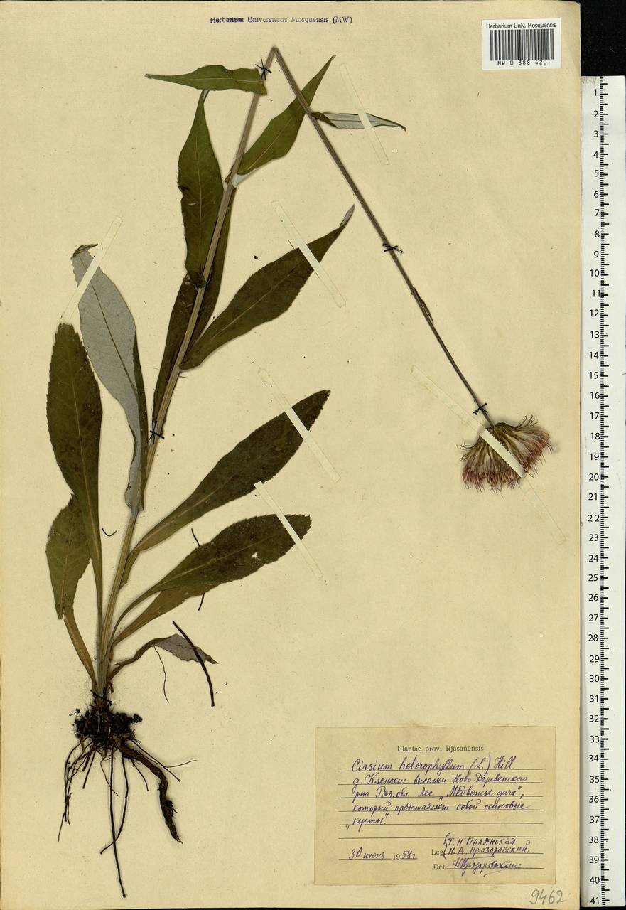 Cirsium heterophyllum (L.) Hill, Eastern Europe, Central region (E4) (Russia)