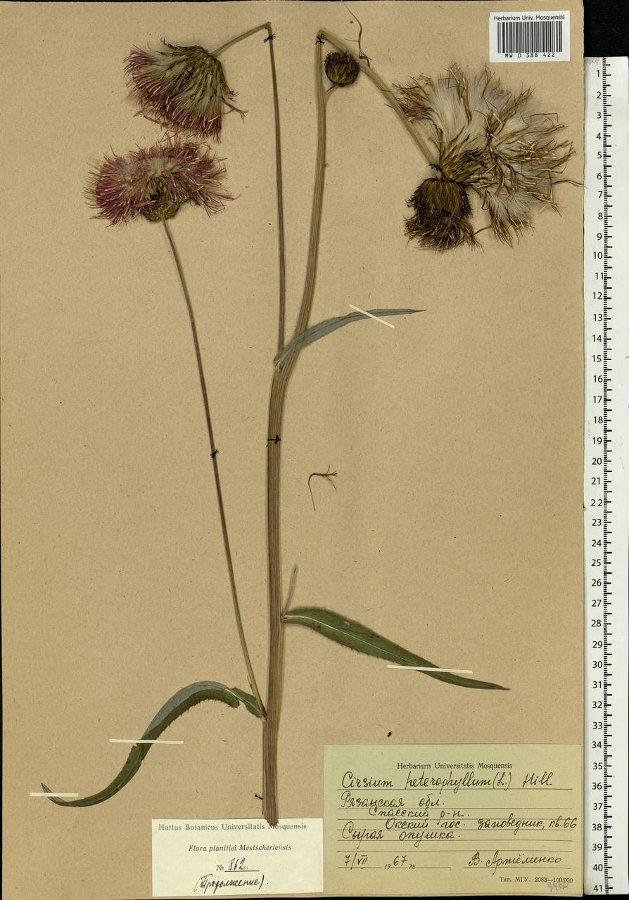 Cirsium heterophyllum (L.) Hill, Eastern Europe, Central region (E4) (Russia)