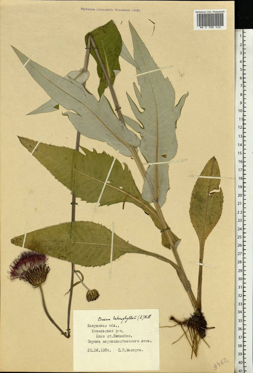 Cirsium heterophyllum (L.) Hill, Eastern Europe, Central region (E4) (Russia)