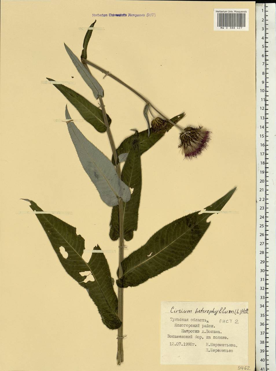 Cirsium heterophyllum (L.) Hill, Eastern Europe, Central region (E4) (Russia)