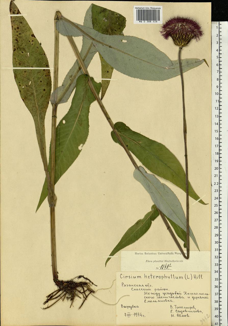 Cirsium heterophyllum (L.) Hill, Eastern Europe, Central region (E4) (Russia)