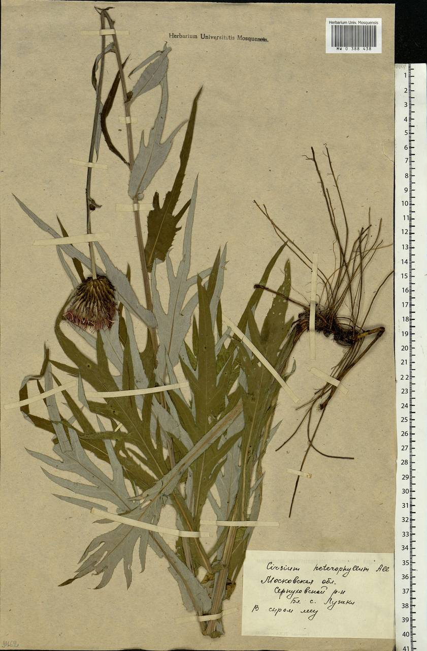 Cirsium heterophyllum (L.) Hill, Eastern Europe, Moscow region (E4a) (Russia)