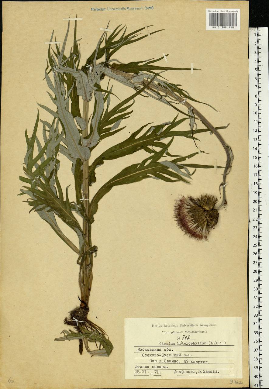 Cirsium heterophyllum (L.) Hill, Eastern Europe, Moscow region (E4a) (Russia)