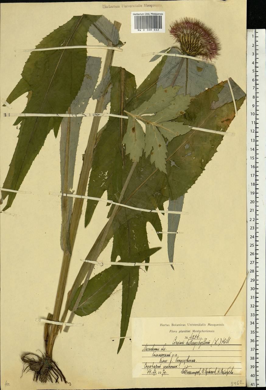 Cirsium heterophyllum (L.) Hill, Eastern Europe, Moscow region (E4a) (Russia)