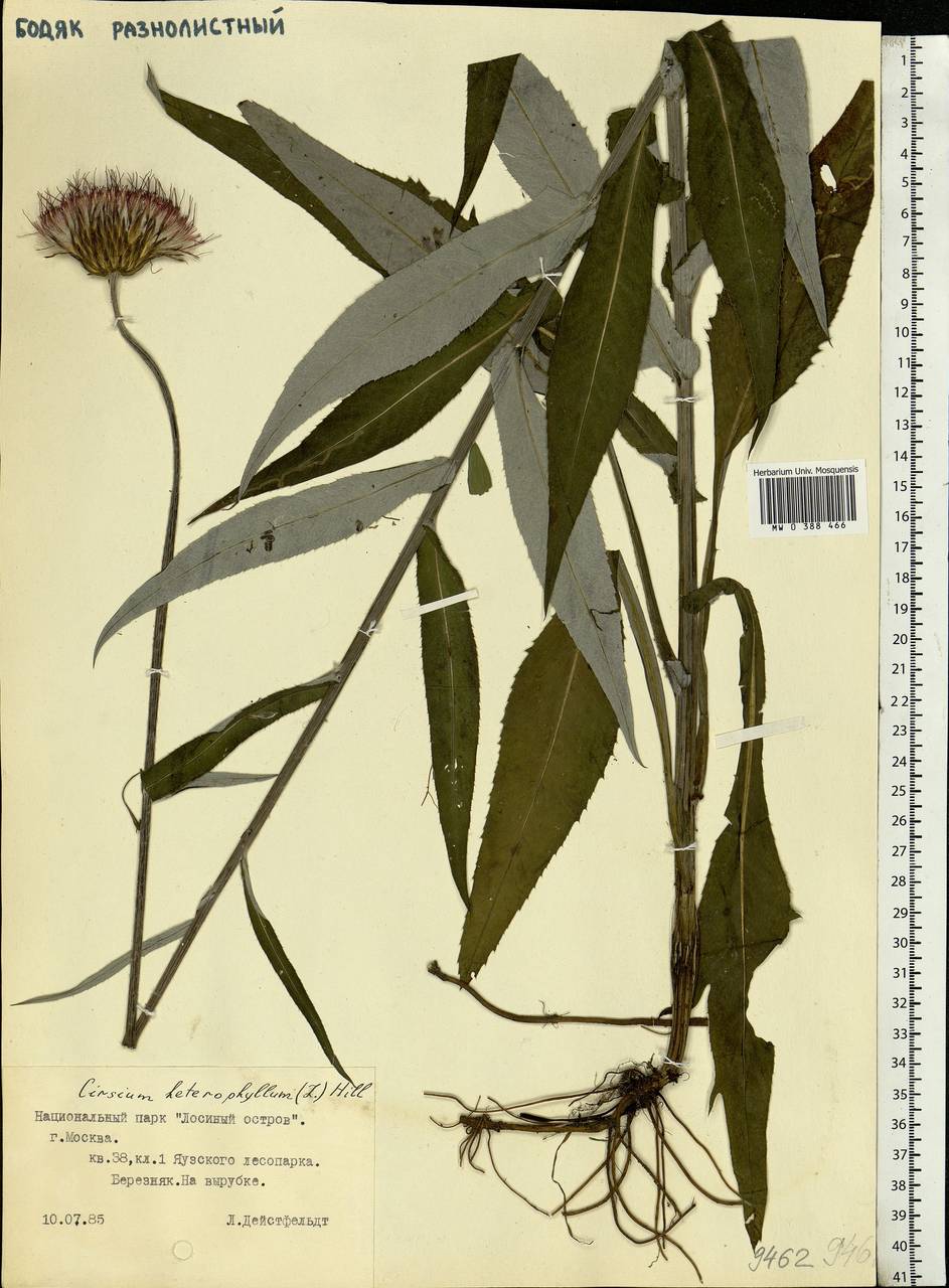 Cirsium heterophyllum (L.) Hill, Eastern Europe, Moscow region (E4a) (Russia)