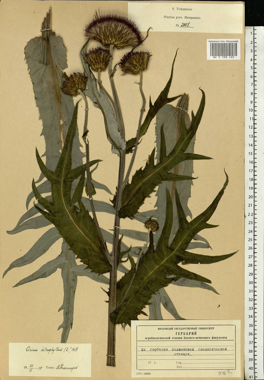 Cirsium heterophyllum (L.) Hill, Eastern Europe, Moscow region (E4a) (Russia)