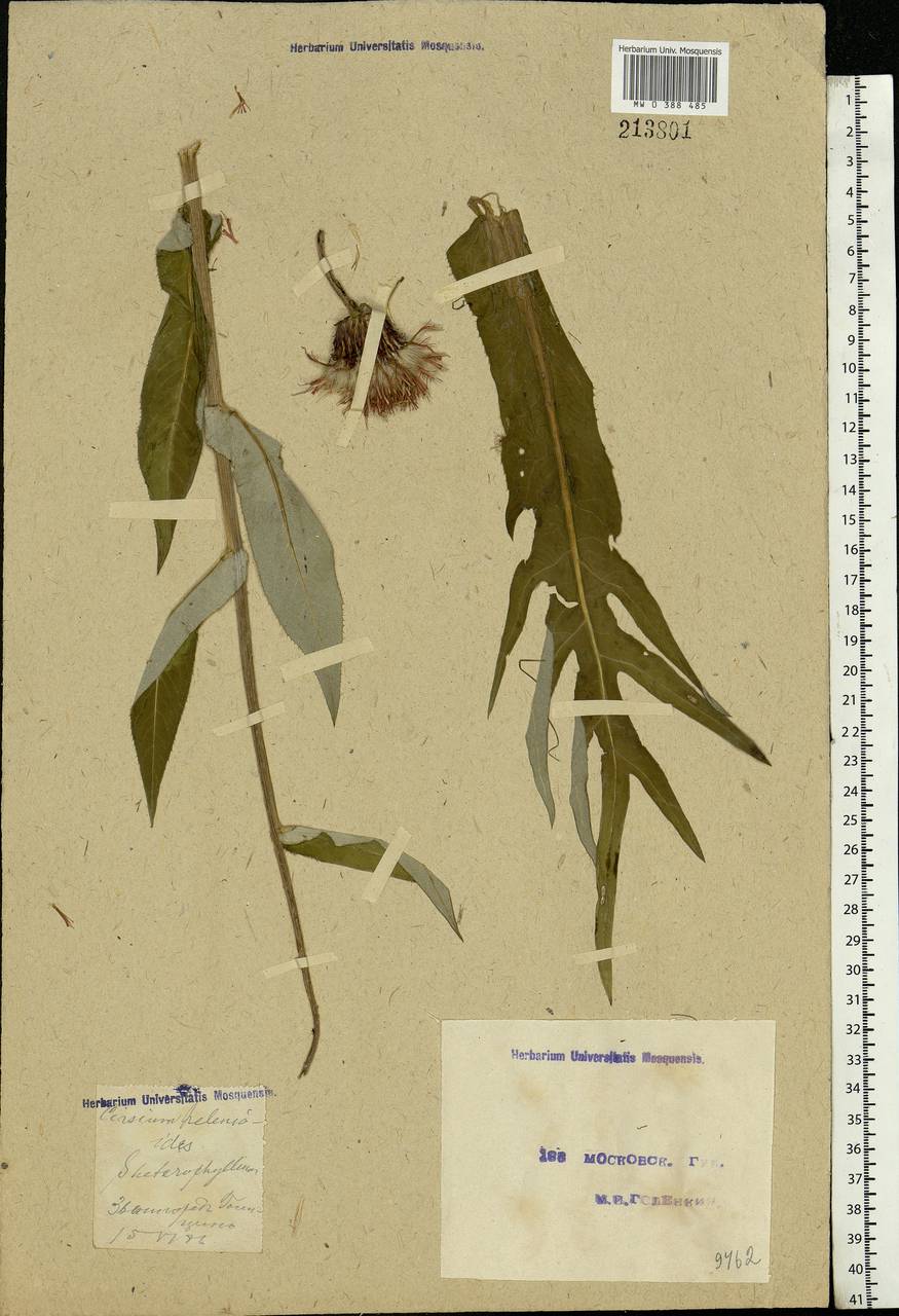 Cirsium heterophyllum (L.) Hill, Eastern Europe, Moscow region (E4a) (Russia)