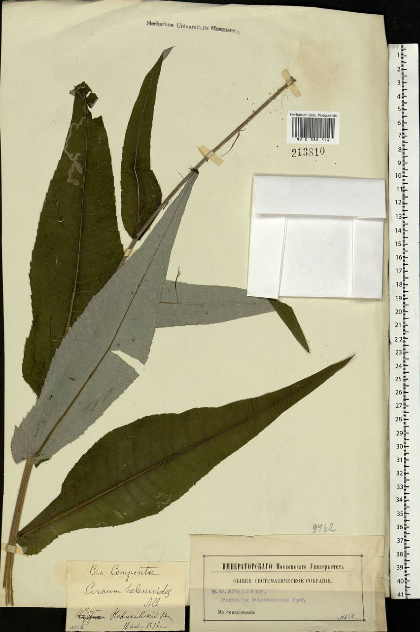Cirsium heterophyllum (L.) Hill, Eastern Europe, Moscow region (E4a) (Russia)