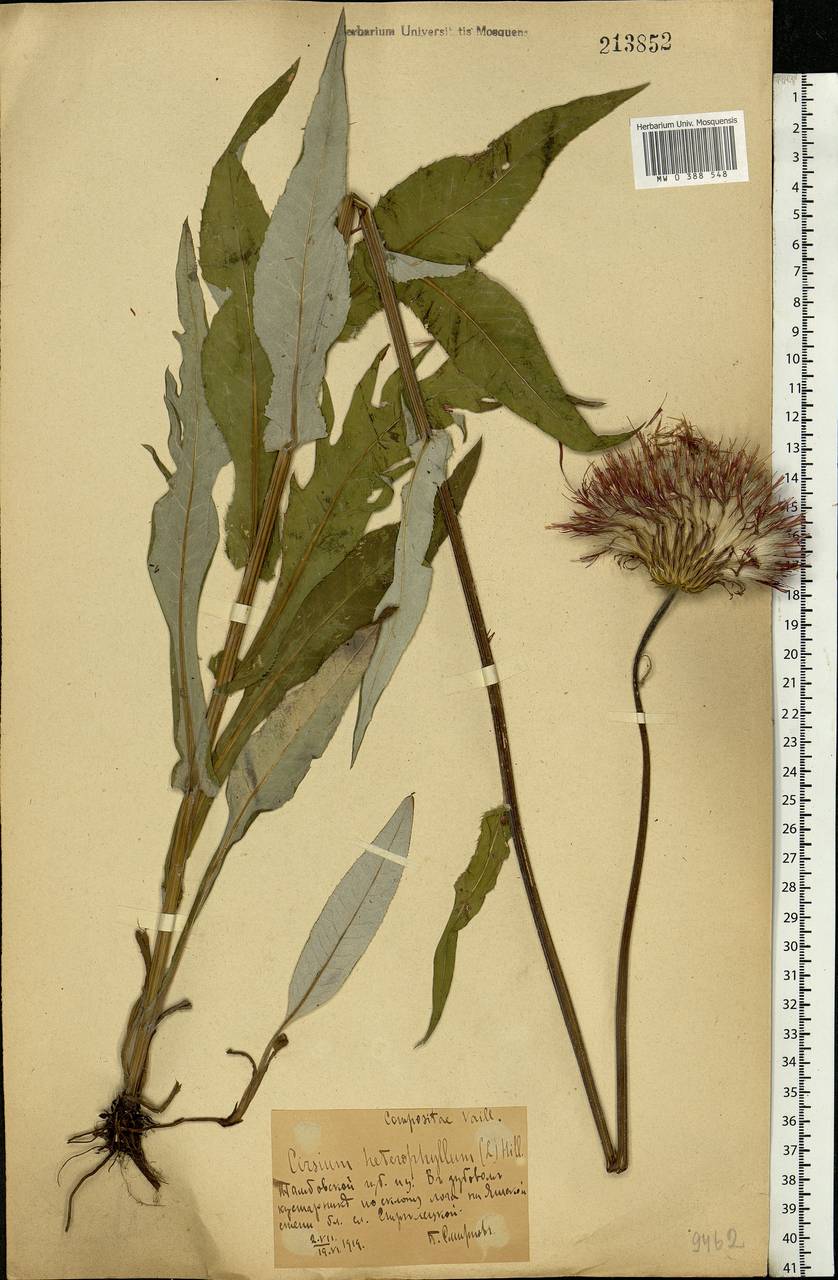 Cirsium heterophyllum (L.) Hill, Eastern Europe, Central forest-and-steppe region (E6) (Russia)