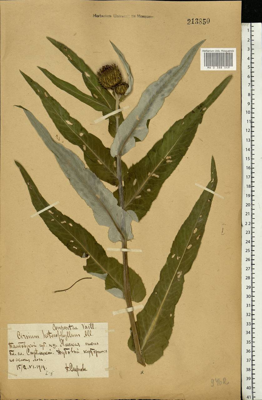 Cirsium heterophyllum (L.) Hill, Eastern Europe, Central forest-and-steppe region (E6) (Russia)