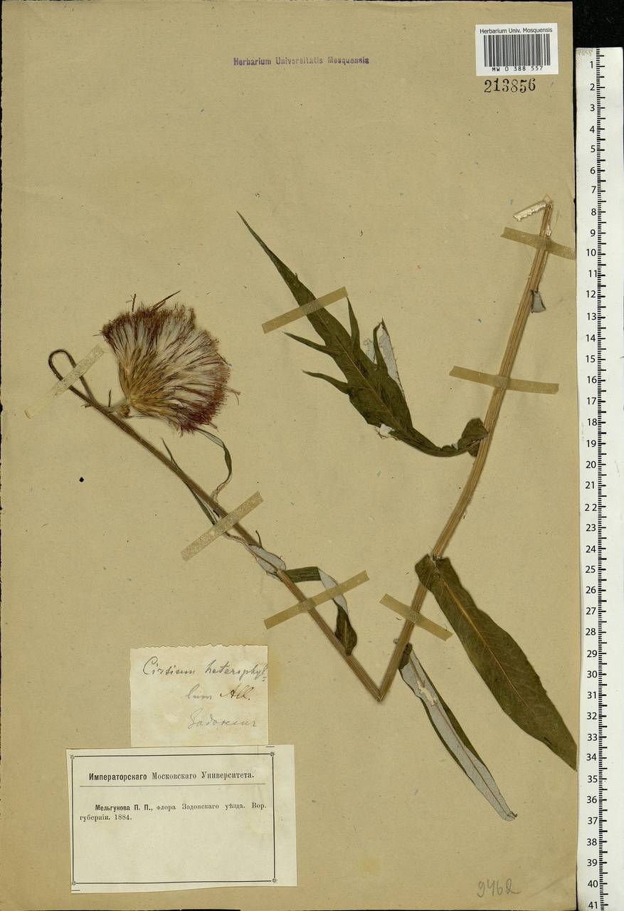 Cirsium heterophyllum (L.) Hill, Eastern Europe, Central forest-and-steppe region (E6) (Russia)