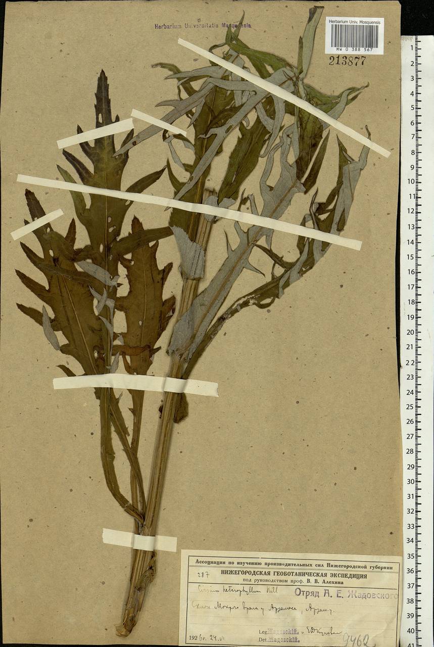Cirsium heterophyllum (L.) Hill, Eastern Europe, Volga-Kama region (E7) (Russia)