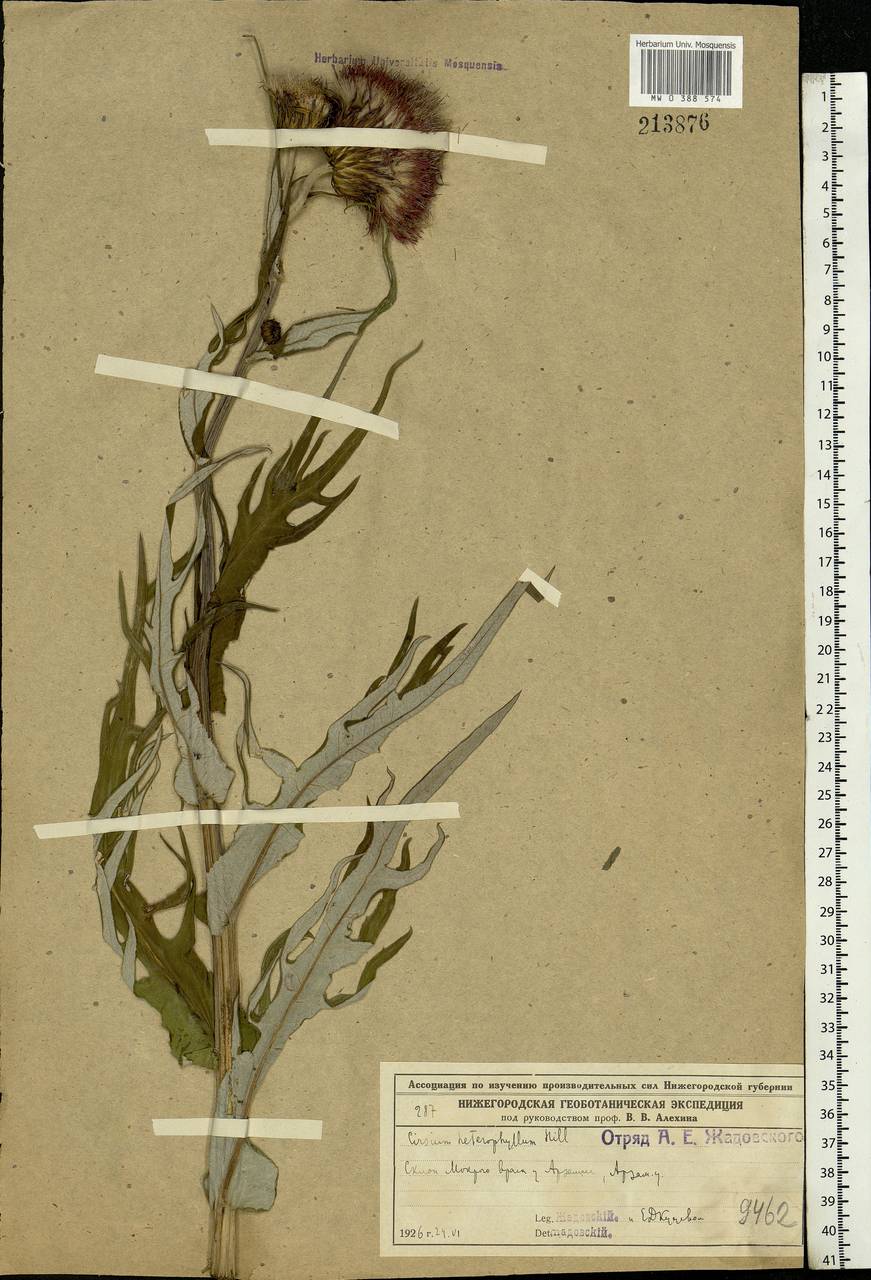 Cirsium heterophyllum (L.) Hill, Eastern Europe, Volga-Kama region (E7) (Russia)