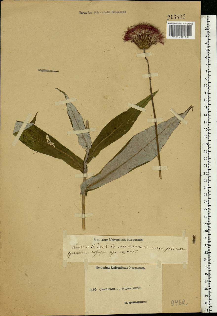 Cirsium heterophyllum (L.) Hill, Eastern Europe, Middle Volga region (E8) (Russia)