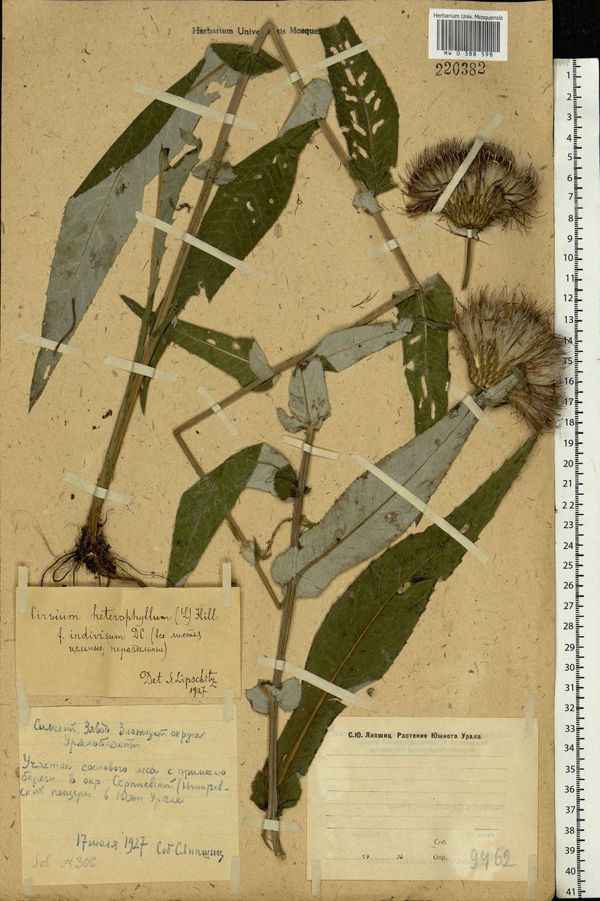 Cirsium heterophyllum (L.) Hill, Eastern Europe, Eastern region (E10) (Russia)