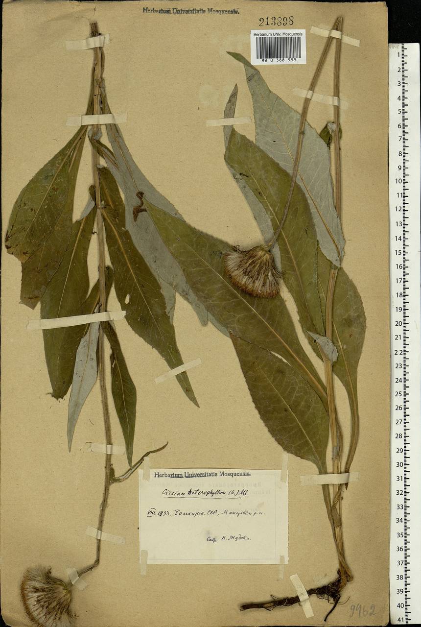 Cirsium heterophyllum (L.) Hill, Eastern Europe, Eastern region (E10) (Russia)