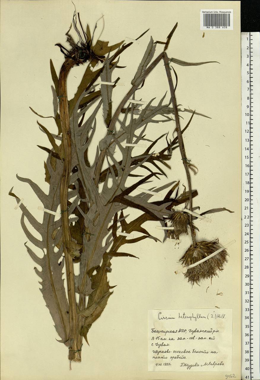 Cirsium heterophyllum (L.) Hill, Eastern Europe, Eastern region (E10) (Russia)