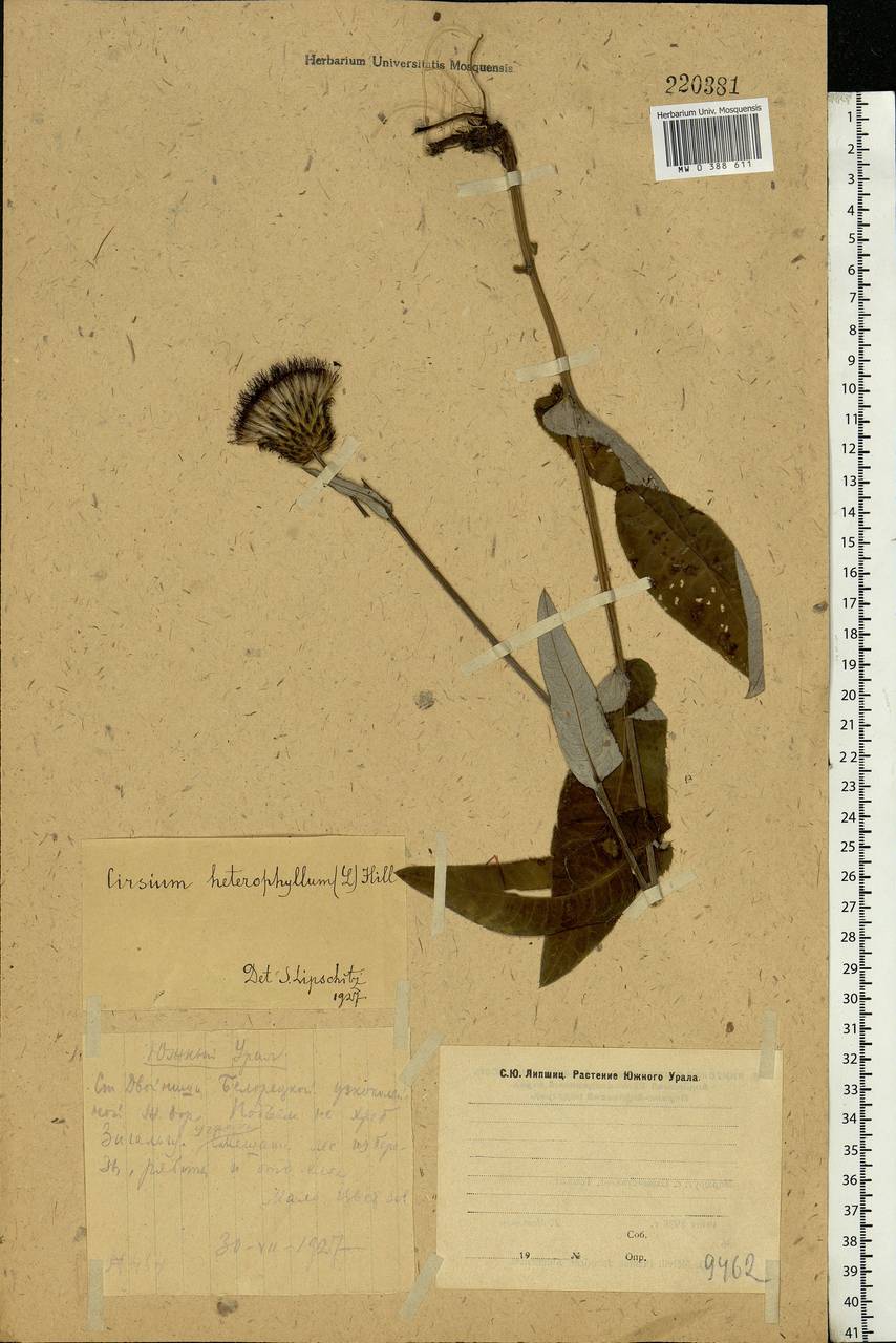 Cirsium heterophyllum (L.) Hill, Eastern Europe, Eastern region (E10) (Russia)