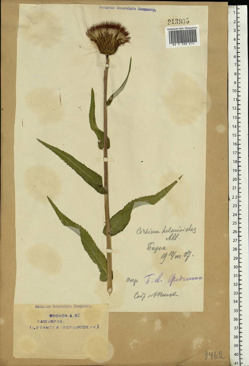 Cirsium heterophyllum (L.) Hill, Eastern Europe, Eastern region (E10) (Russia)