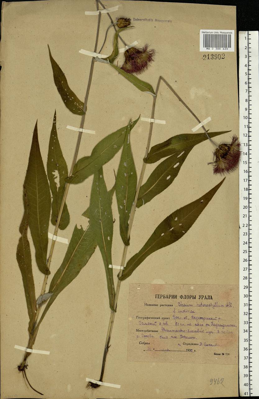 Cirsium heterophyllum (L.) Hill, Eastern Europe, Eastern region (E10) (Russia)