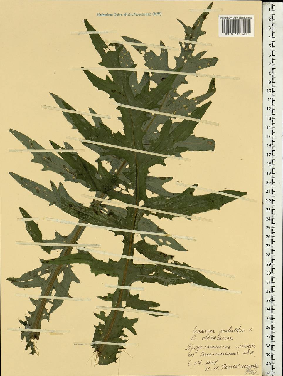 Cirsium ×hybridum W. D. J. Koch ex DC., Eastern Europe, Western region (E3) (Russia)