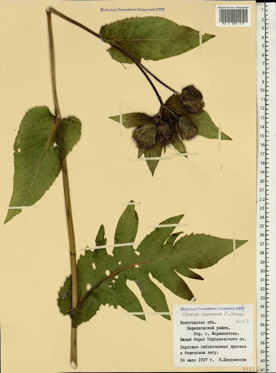 Cirsium oleraceum (L.) Scop., Eastern Europe, Northern region (E1) (Russia)