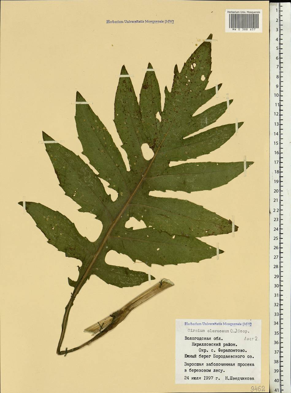 Cirsium oleraceum (L.) Scop., Eastern Europe, Northern region (E1) (Russia)