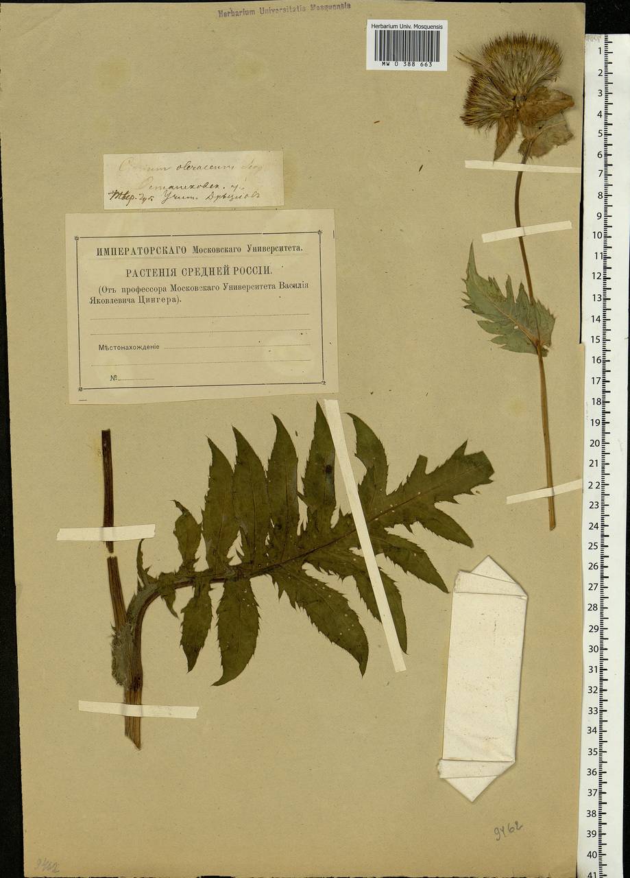 Cirsium oleraceum (L.) Scop., Eastern Europe, North-Western region (E2) (Russia)