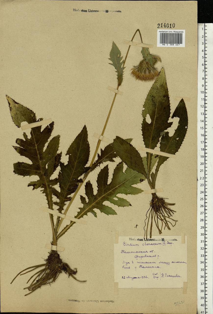 Cirsium oleraceum (L.) Scop., Eastern Europe, North-Western region (E2) (Russia)