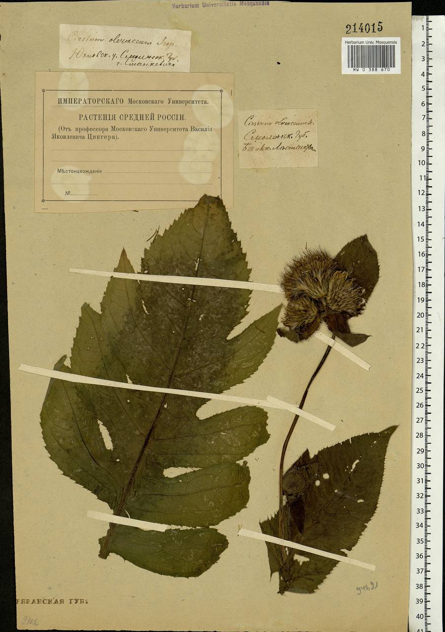 Cirsium oleraceum (L.) Scop., Eastern Europe, Central region (E4) (Russia)